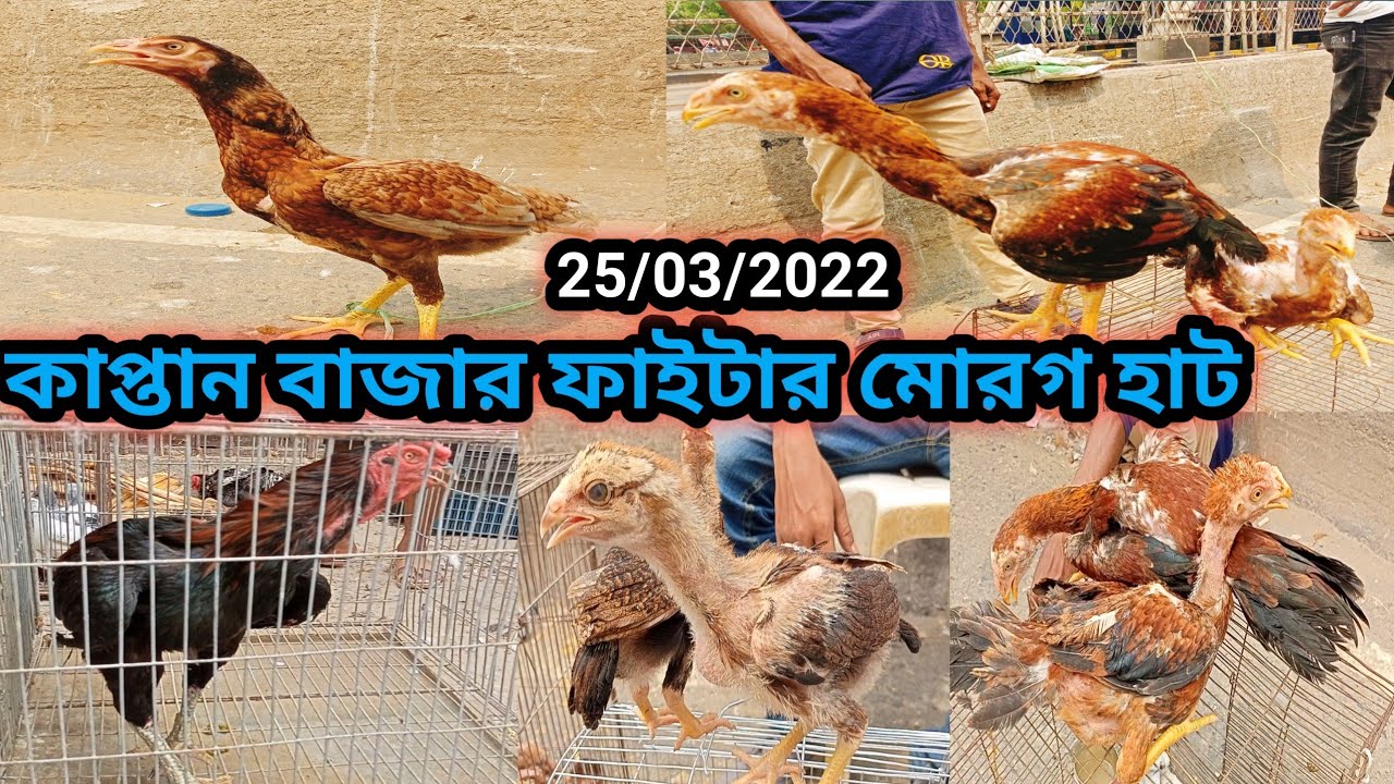 @ ২৫ মার্চ।। আসিল ফাইটার মোরগ।। আসিল মুরগির হাট।। বিশাল  মুরগির হাট কাপ্তান বাজার গুলিস্তান ঢাকা।।