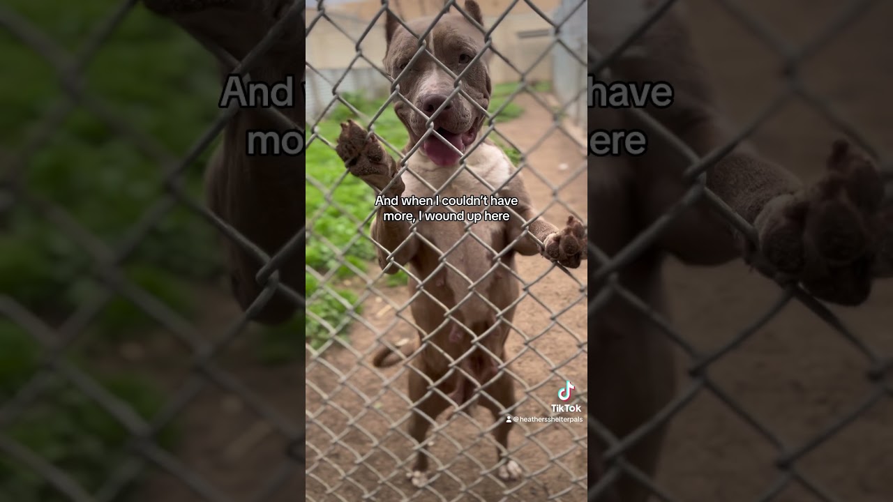 Please stop supporting backyard breeders and look at your local shelter first. #adopt #dog #adoptme