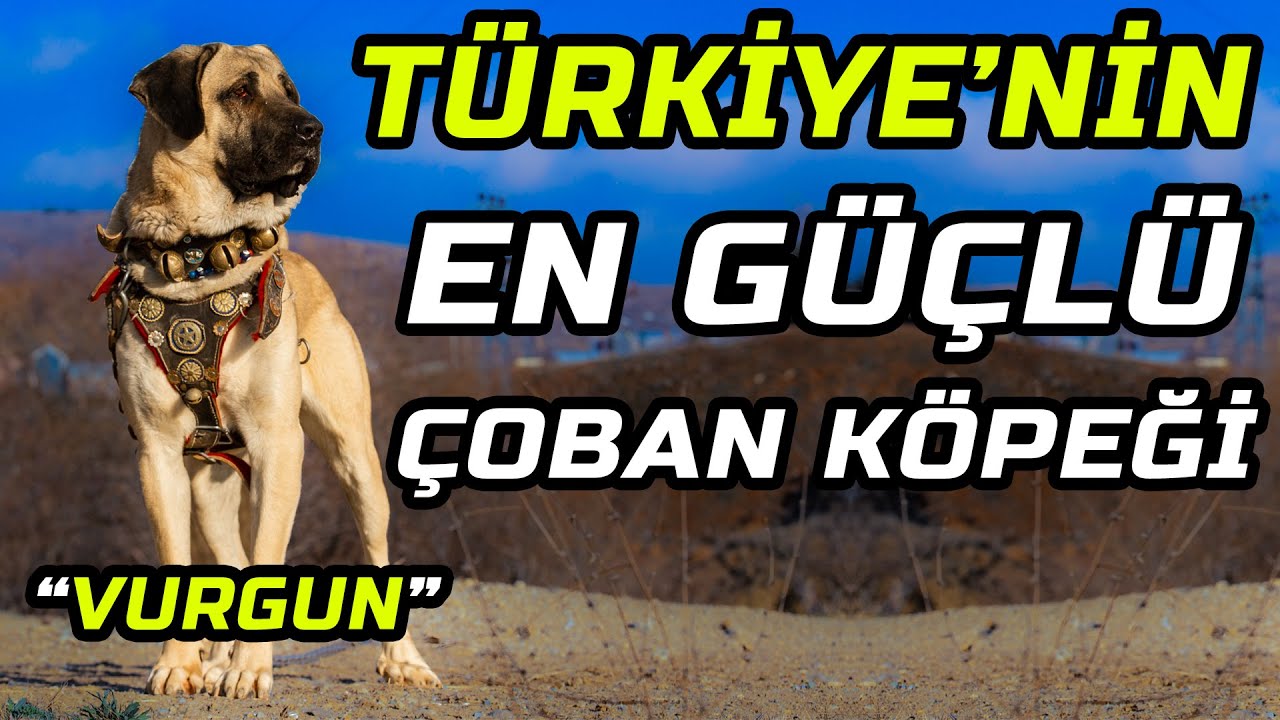 KIRIKKALELİ 'MÜDÜRLER' ve EFSANE VURGUN'UN YAVRULARI!