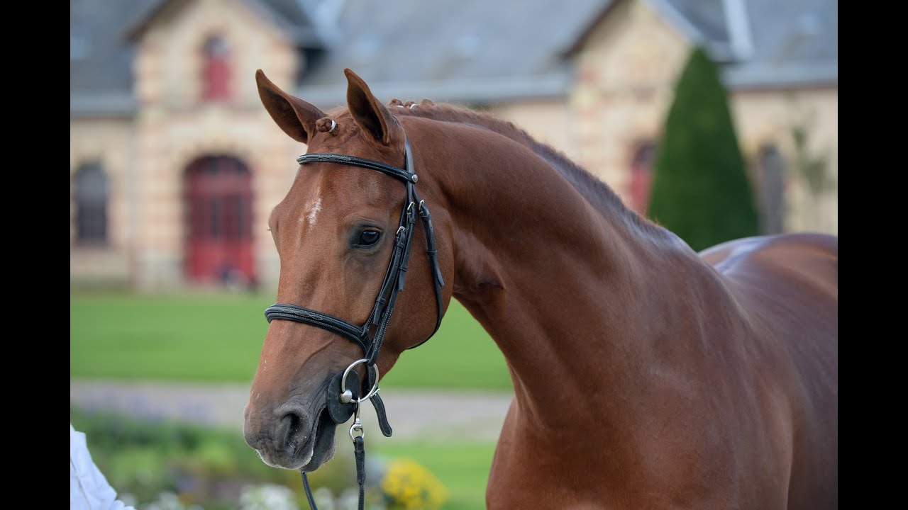 brantzau 2015