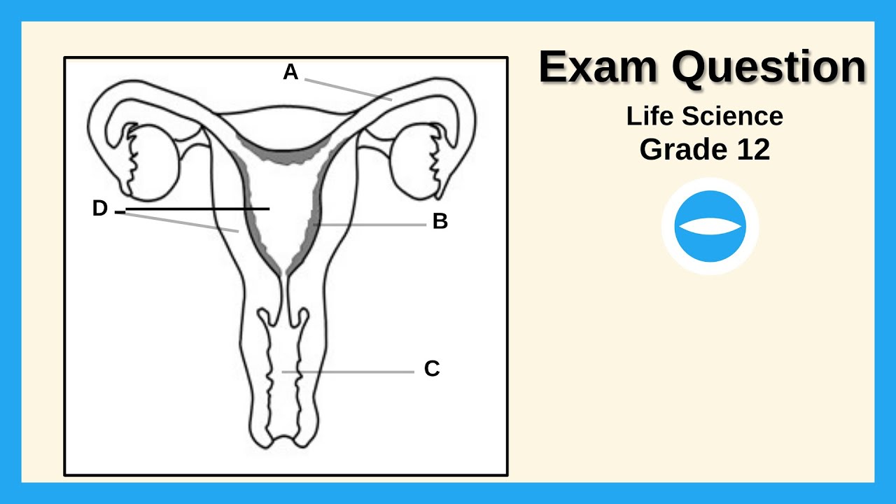 Exam Question | May/June 2023 | Female reproductive System | Life Science grade 12