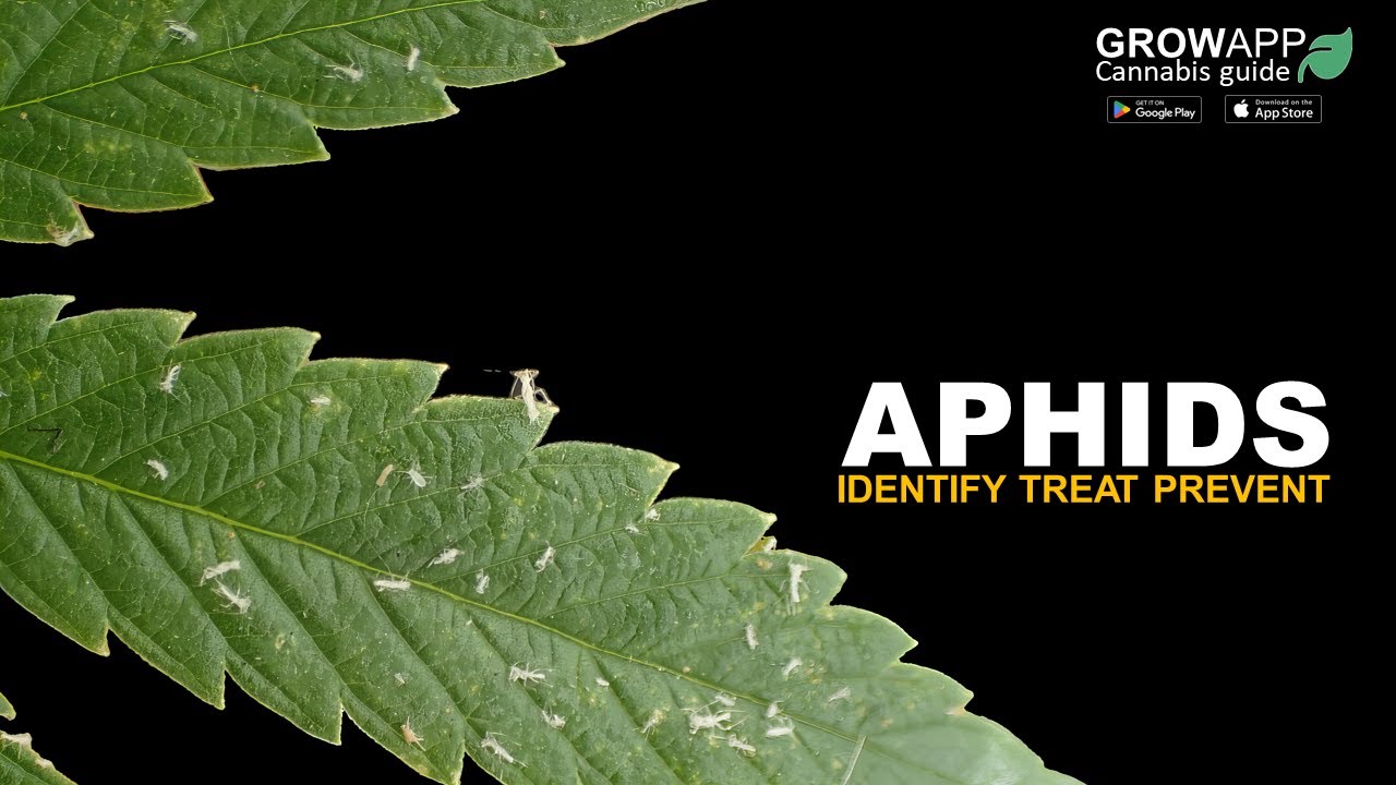 Aphids | Identify, Treat, Prevent