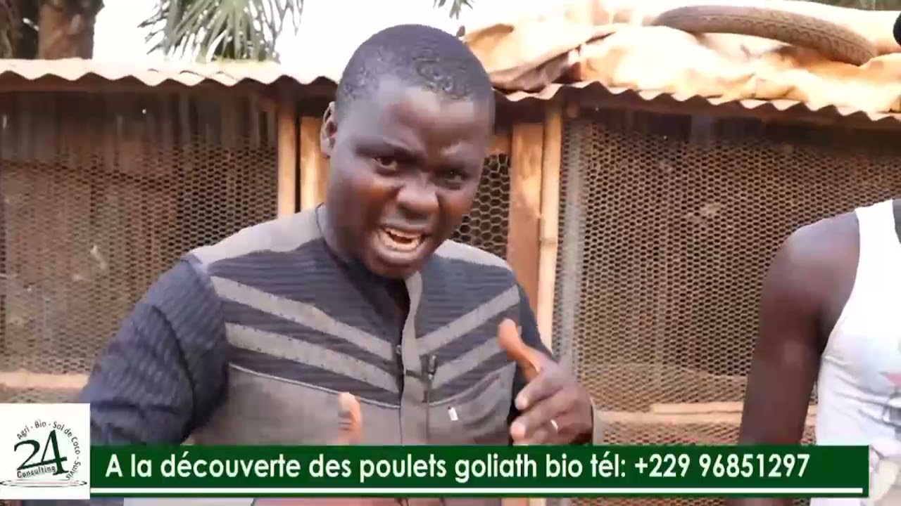 Élevage des poulets goliath avec 4000F CFA : AHOOTO révèle le danger des pondeuses
