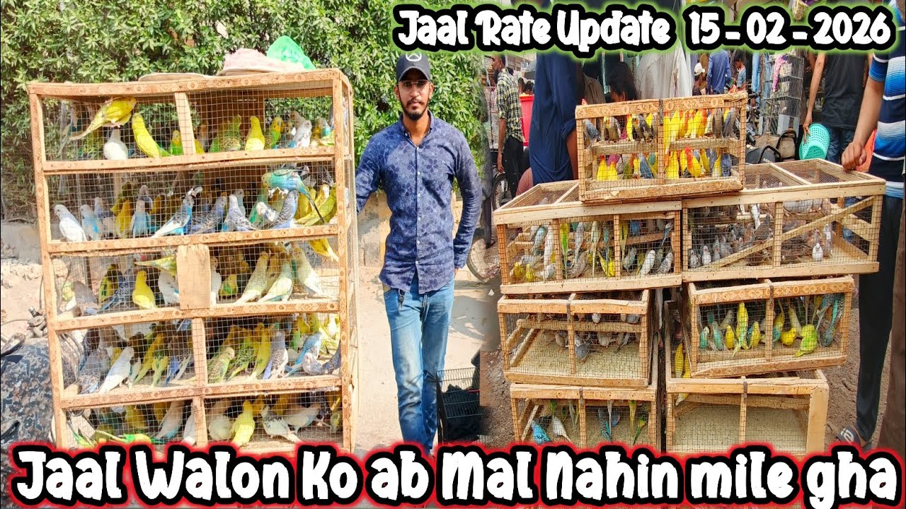 Lalukhet Sunday Birds Market Live Jaal rtae update 2026 @SYEDBIRDS 