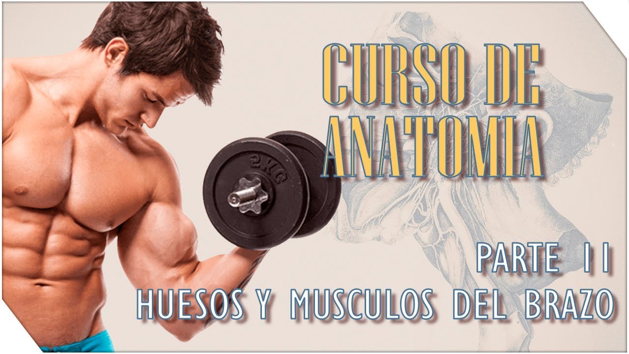 Curso de Anatomia #11 | Brazo - Huesos y Musculos | Sergio Hualde