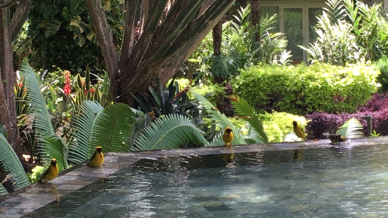 Sega Tours' bird bathing experience at Lagoon Attitude Mauritius