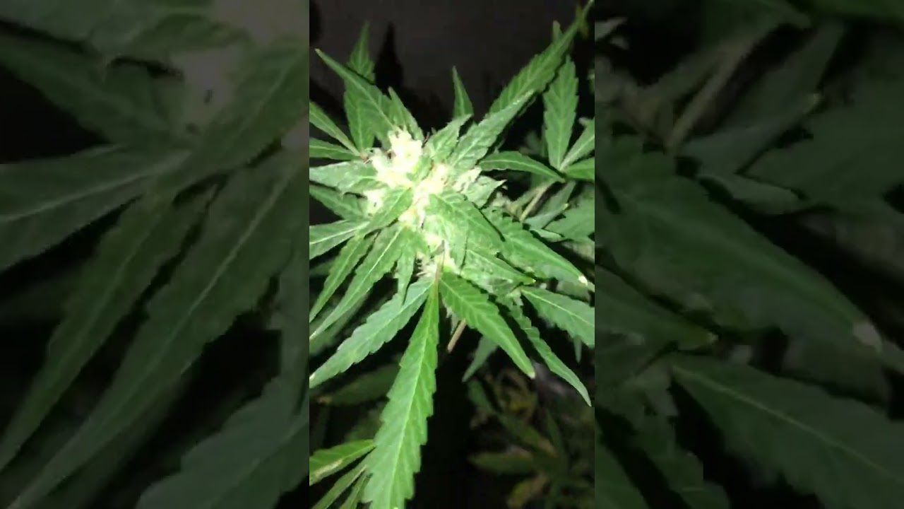 Tangerine kush 🍊
