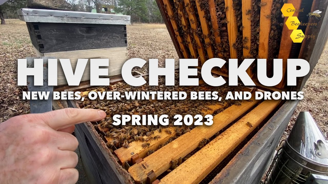 Hive checkup - New Bees, Over-Wintered Bees, and Drones