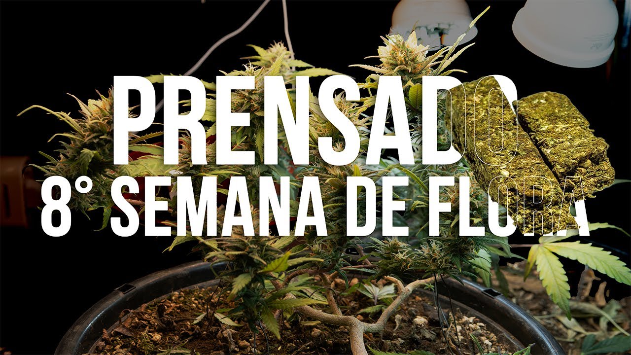 8&ordm; SEMANA DE FLORA&Ccedil;&Atilde;O DA MACONHA - PRENSEEDS + AK47 | EP 4