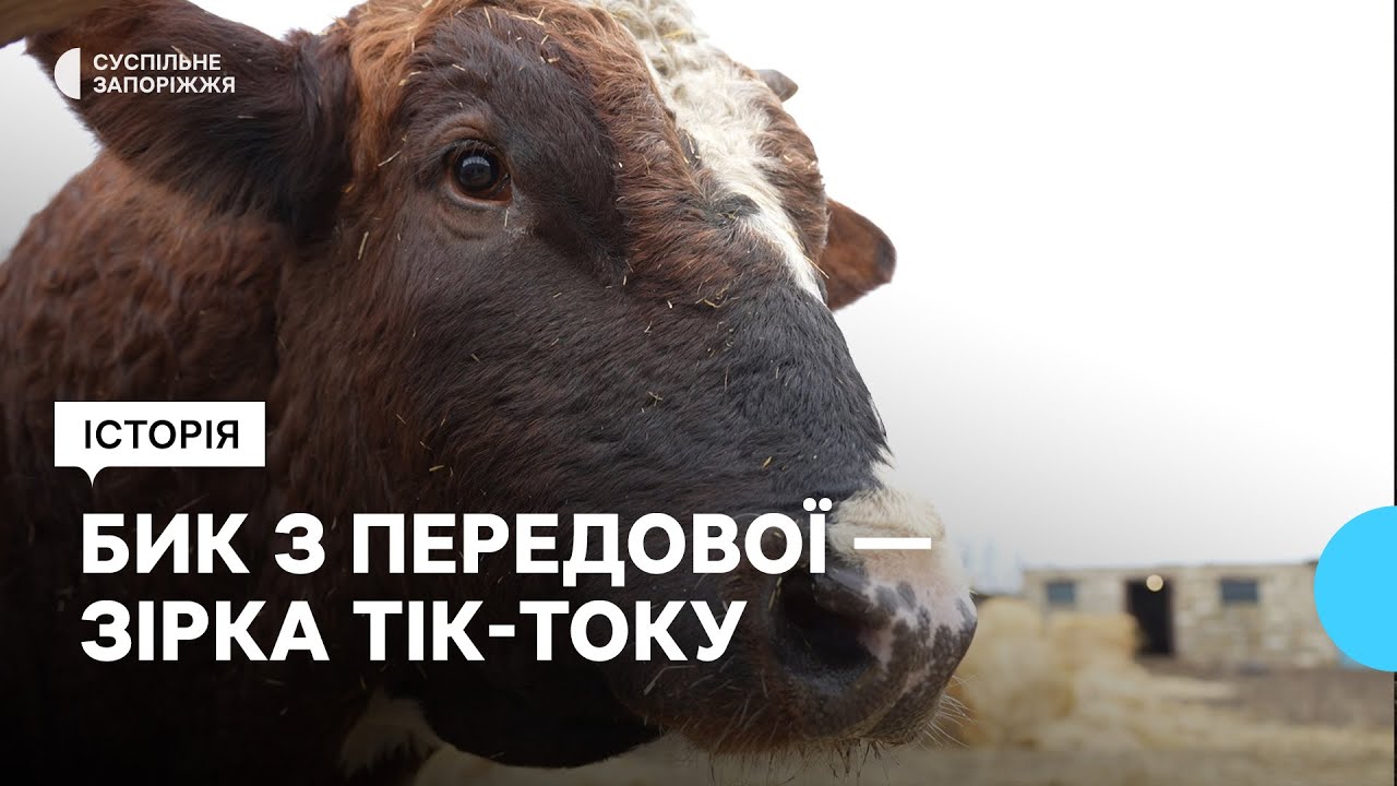 Знімає тік-токи з биком Мартином, якого врятував з передової