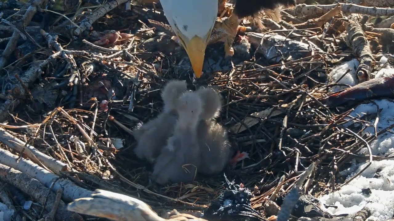 Three bald eagle chicks are eating fish while their mother patiently feeds them. #babybirds #birds 