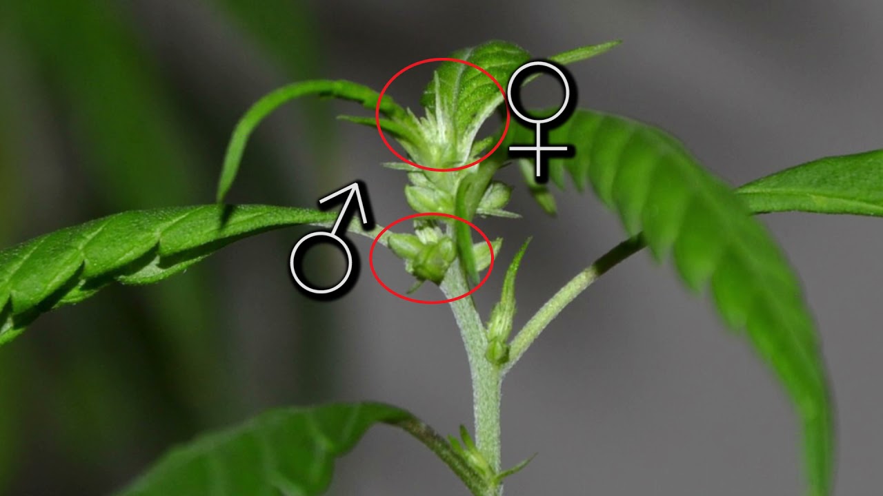 Cannabis: Identificar el g&eacute;nero de nuestras plantas