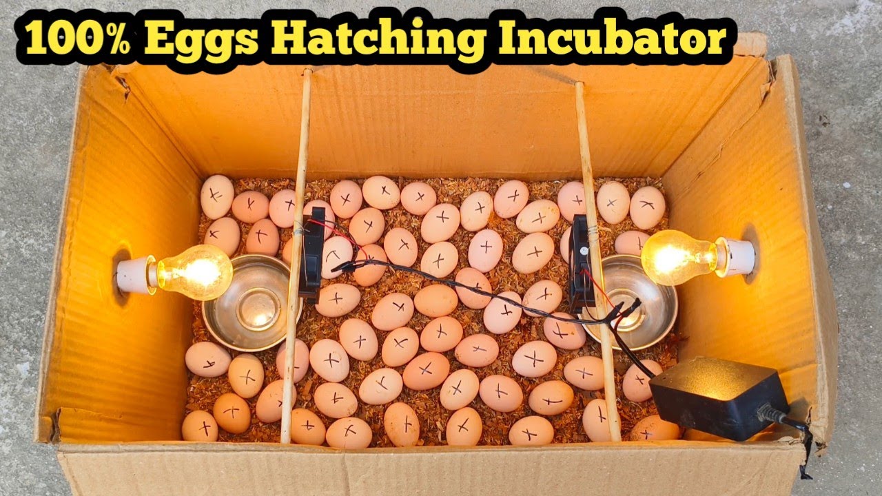 How to build an incubator for eggs || How to make an incubator for chicken eggs