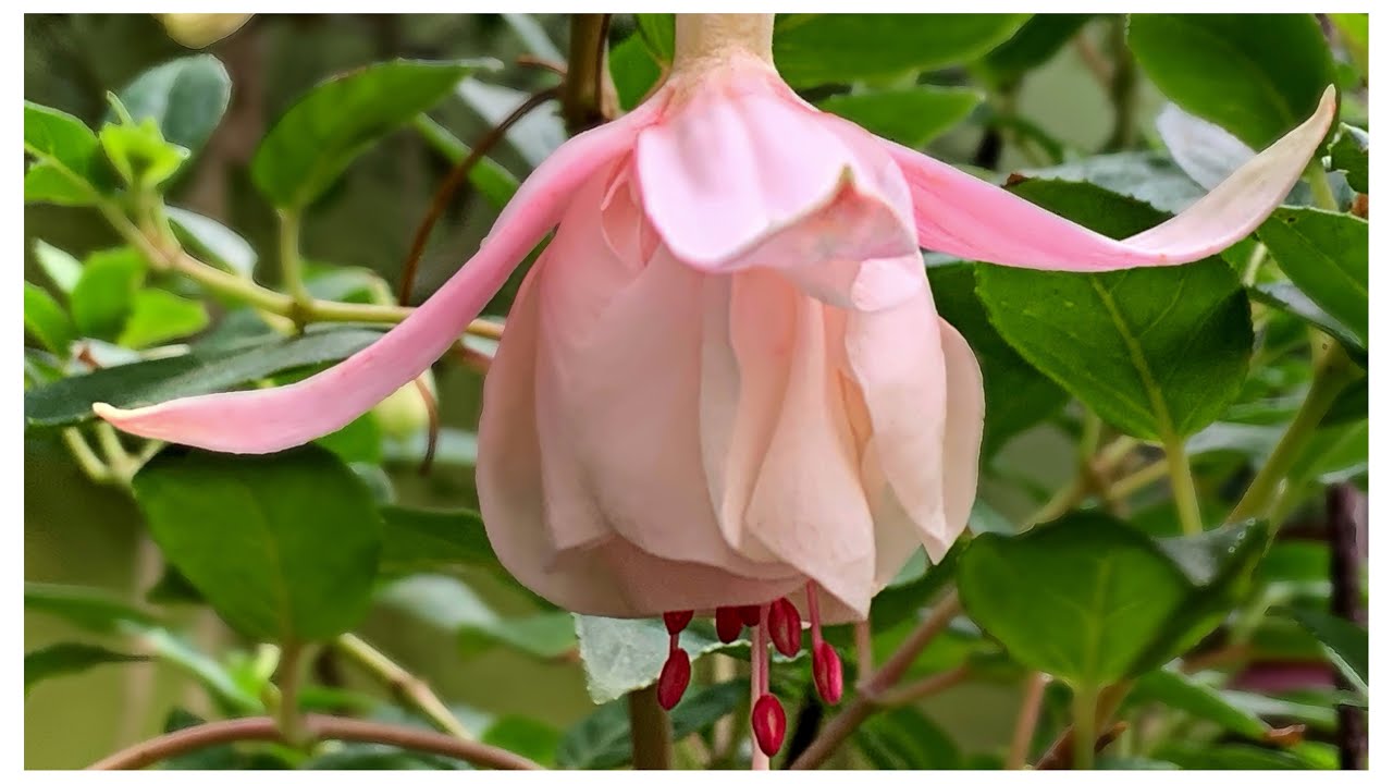 TE COMPARTO TIPS  PARA QUE TUS PENDIENTES DE LA REINA ESTEN BELLOS Y FLORECIDOS 🌸🍃🌼🍃🌺 -