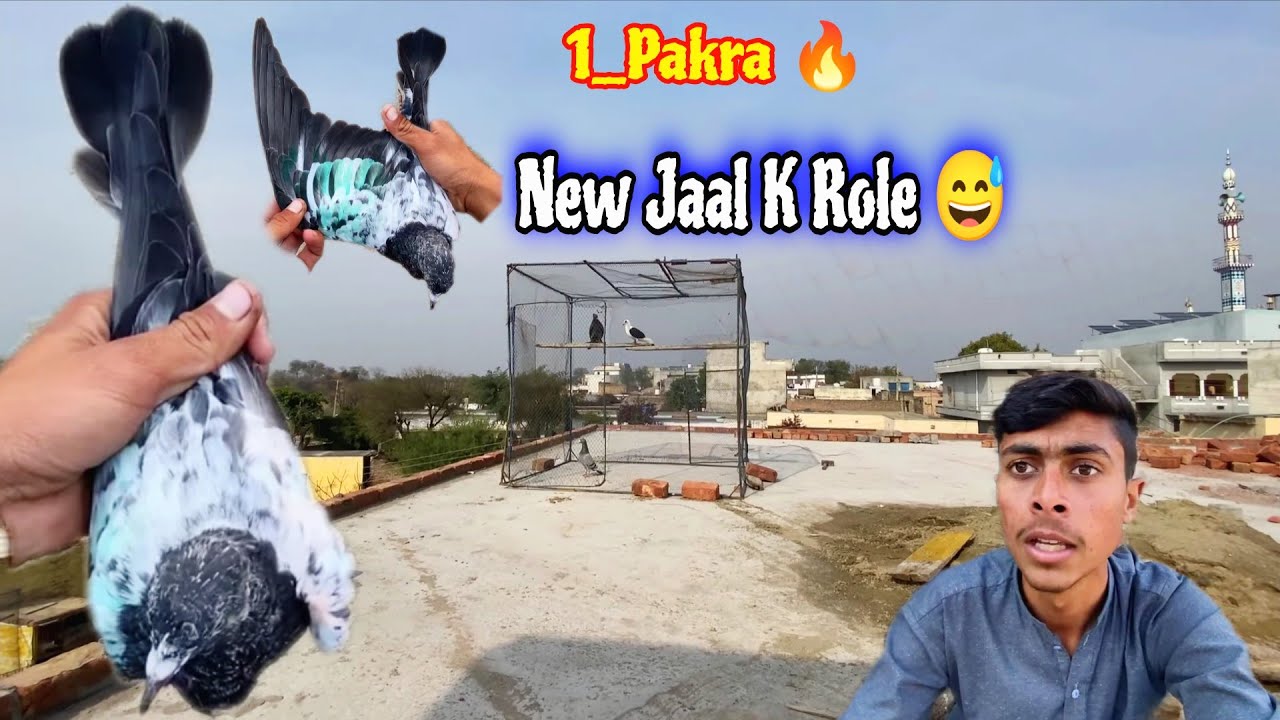 В Нью-Джел поймали ребёнка вора голубей 😃
