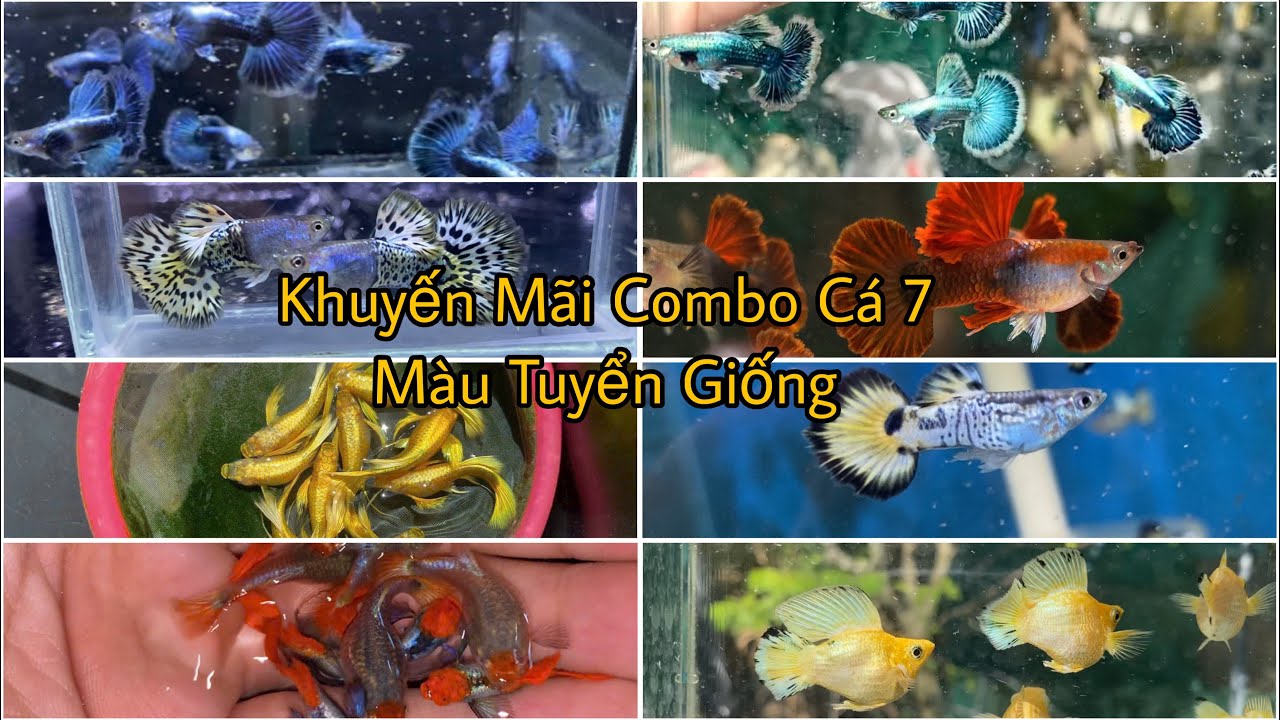 Khuyến Mãi Free Ship Cá 7 Màu Tuyển Giống, Molly Thanh Lý