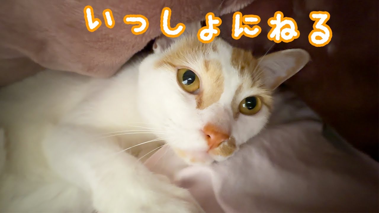 夜はママと一緒に寝るようになったトロしゃん