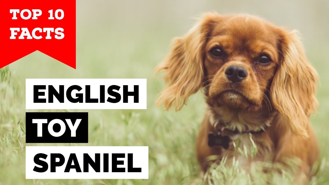 English Toy Spaniel - Top 10 Facts