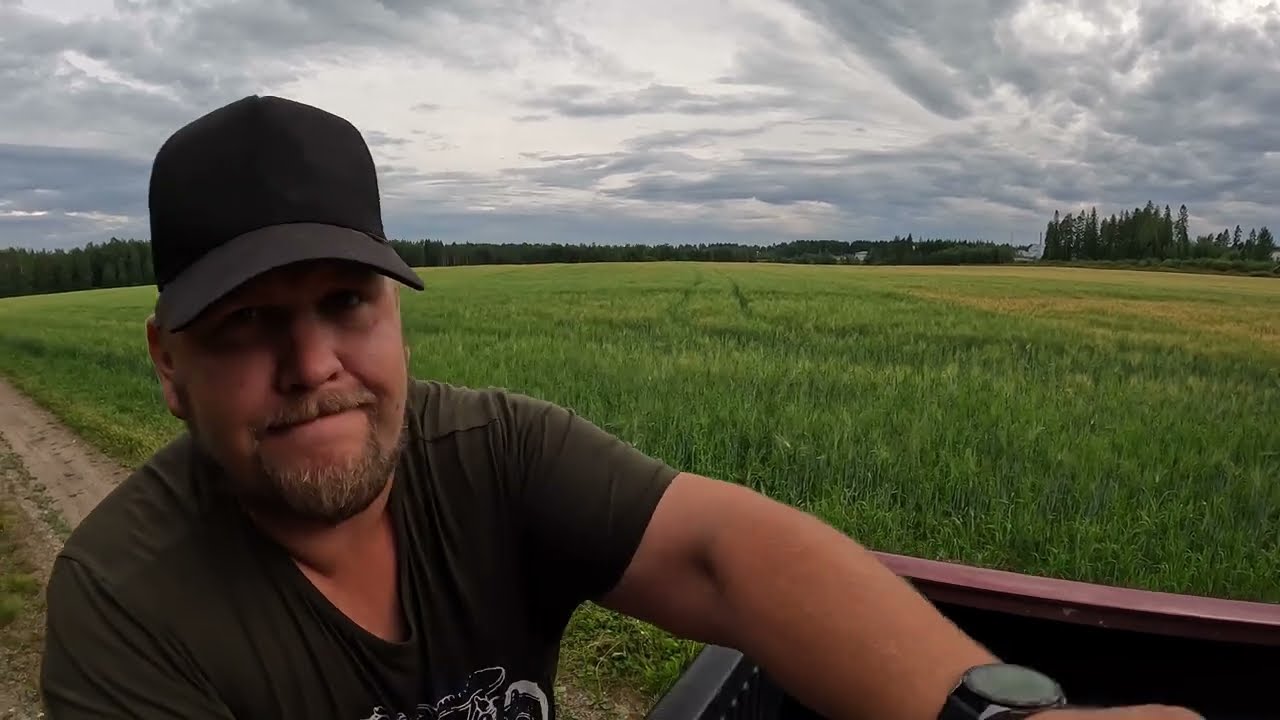 Kasvustokäynti. Tasoittuuko erot?  Hajakylvö vs rivikylvö