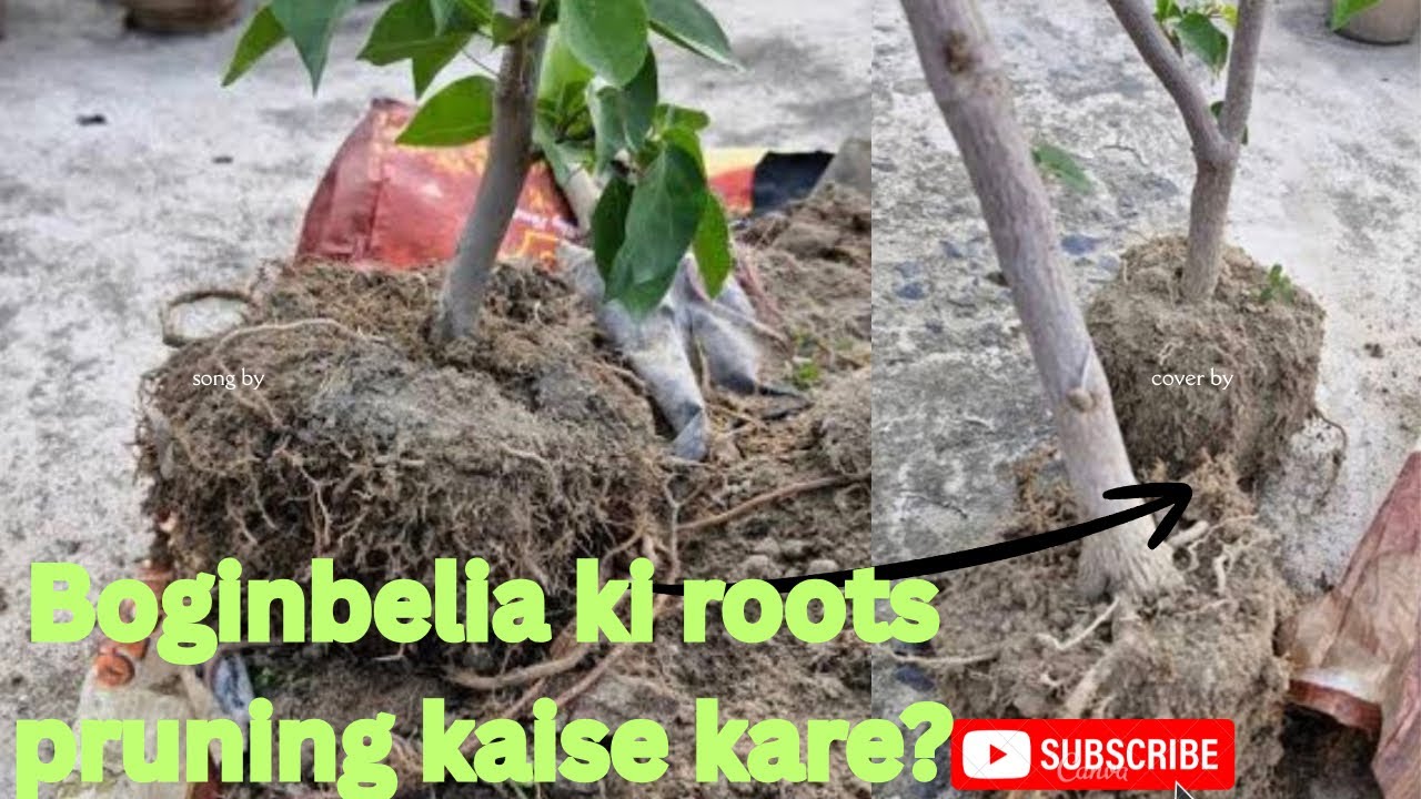 क्या aapke बोगिनबेलिया per फूल नहीं आ रहे  करे रूट्स ki छंटाई ?