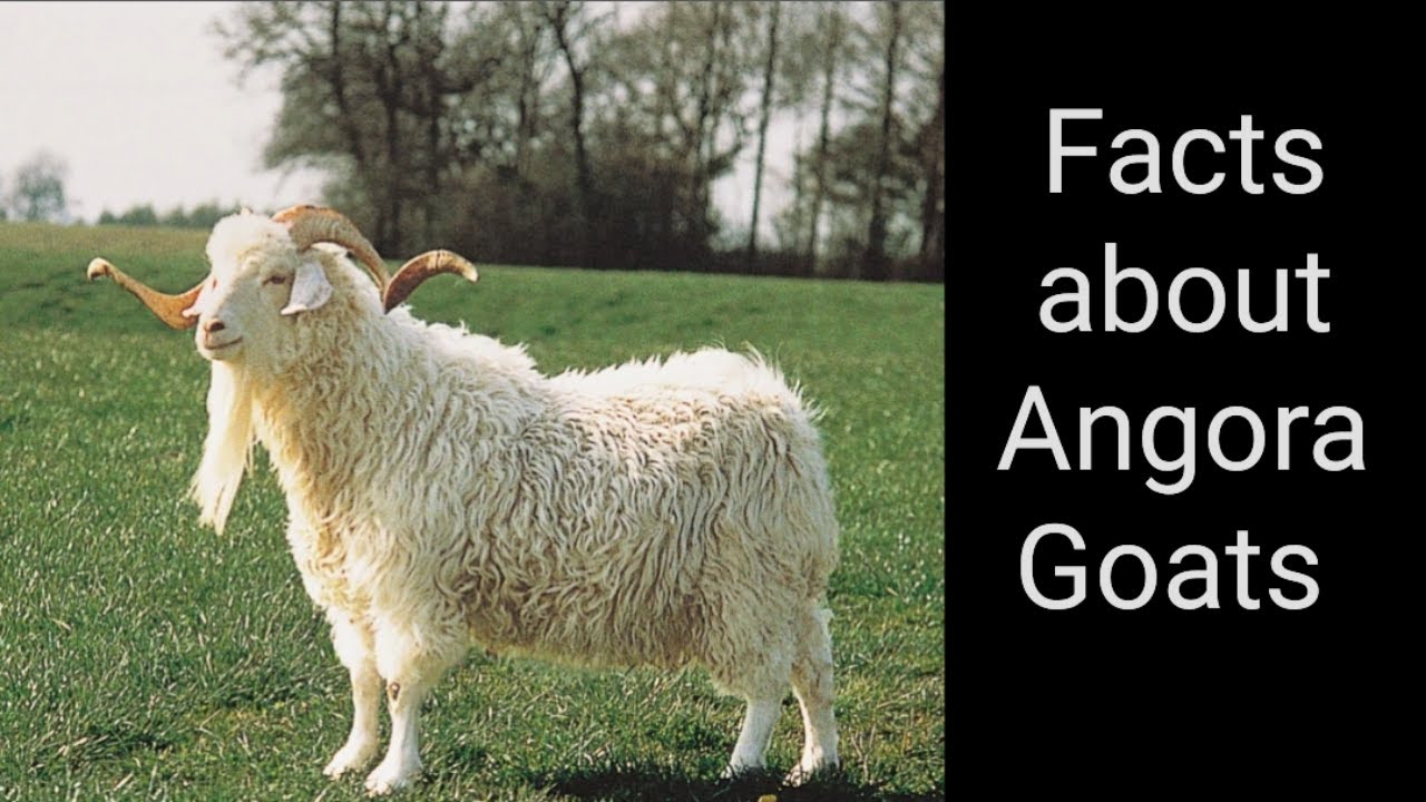 Facts about Angora Goats 🐐🐐