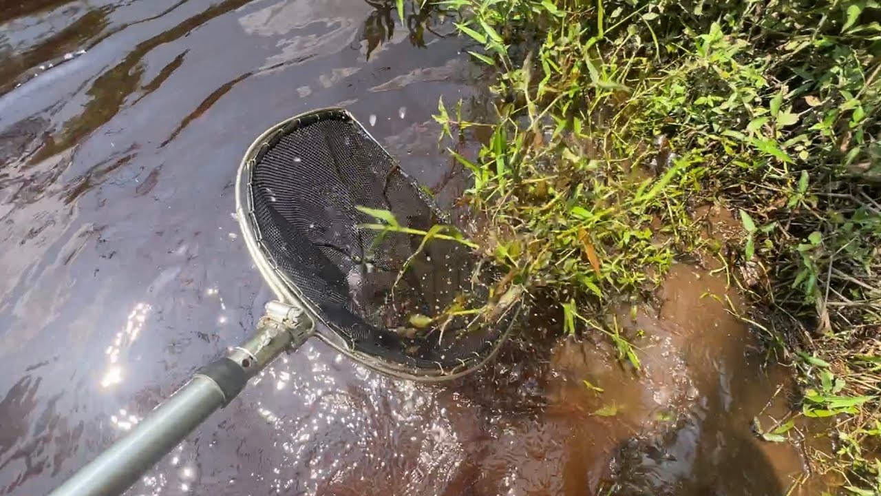 アフリカの川でガサガサして熱帯魚を捕りまくる！