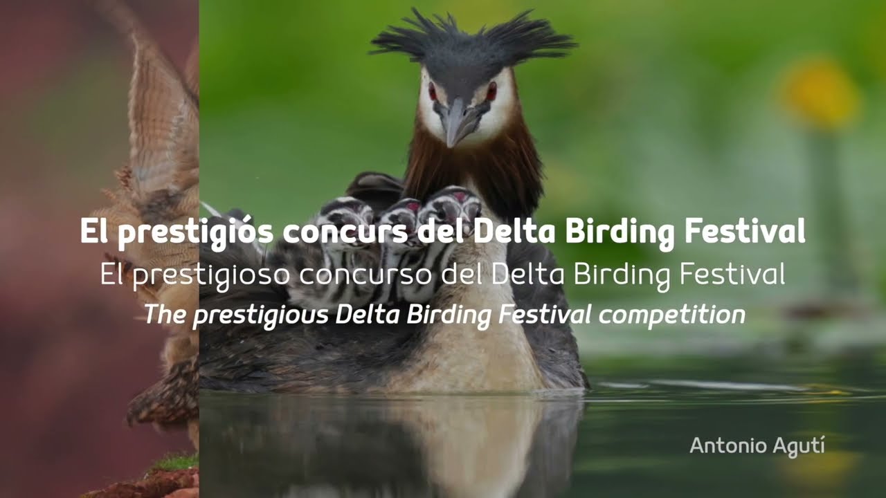 Delta Photo Contest 2024