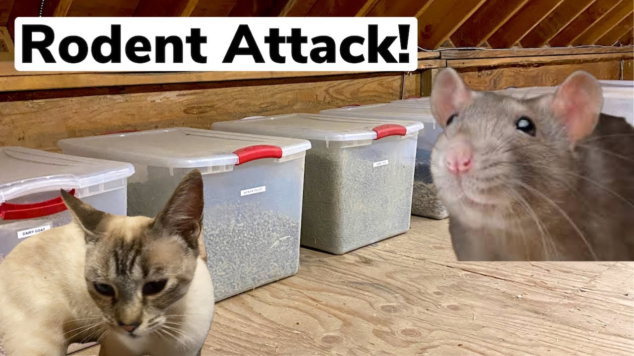 Rodent Proofing Our Grain Room - Organizing Feed
