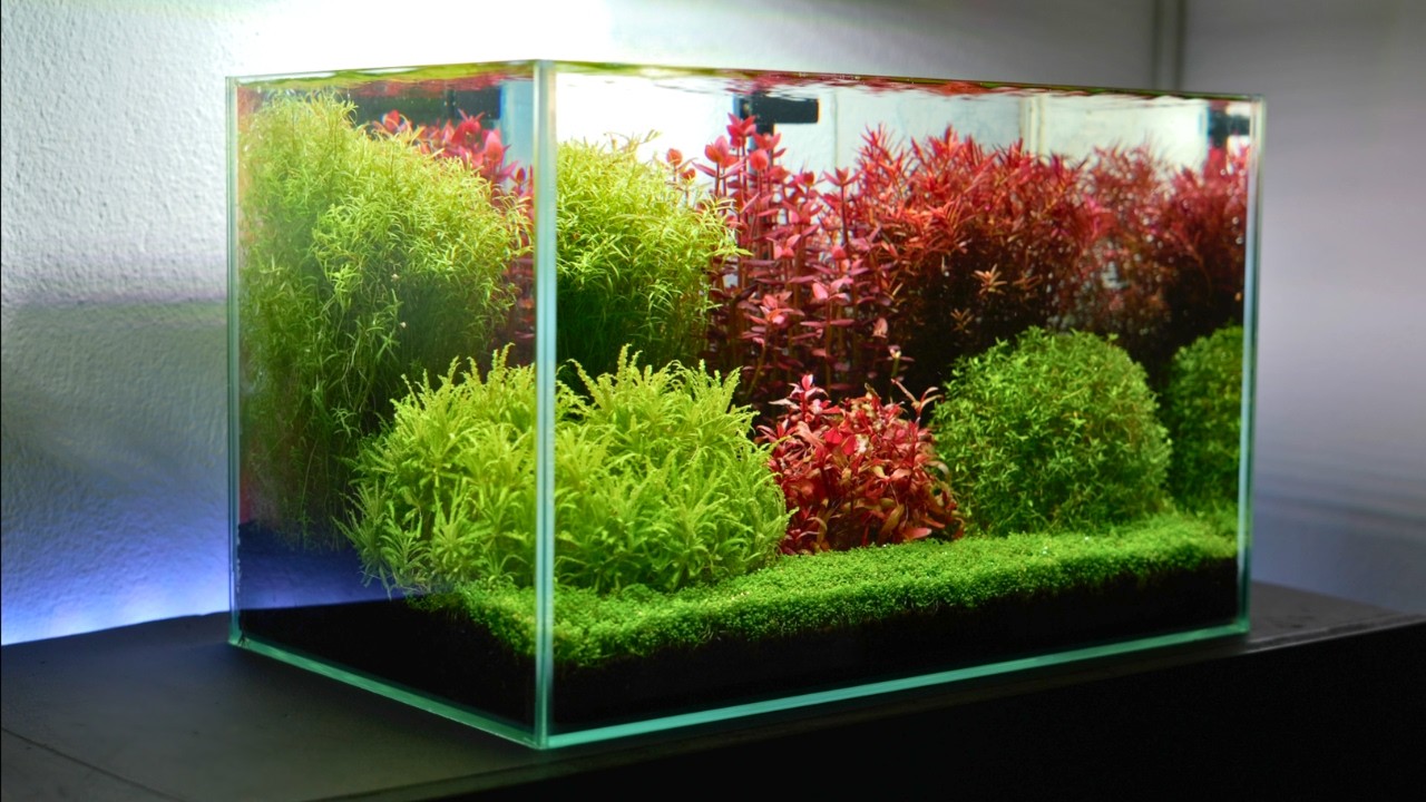 227 Days to Create This Dutch Aquascape