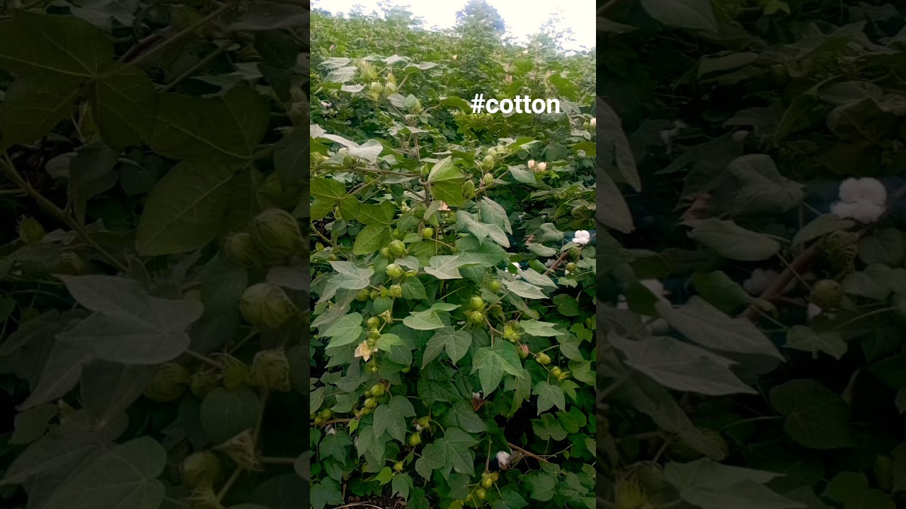 #short #shorts #rain #kisan #cotton #kapas #botad