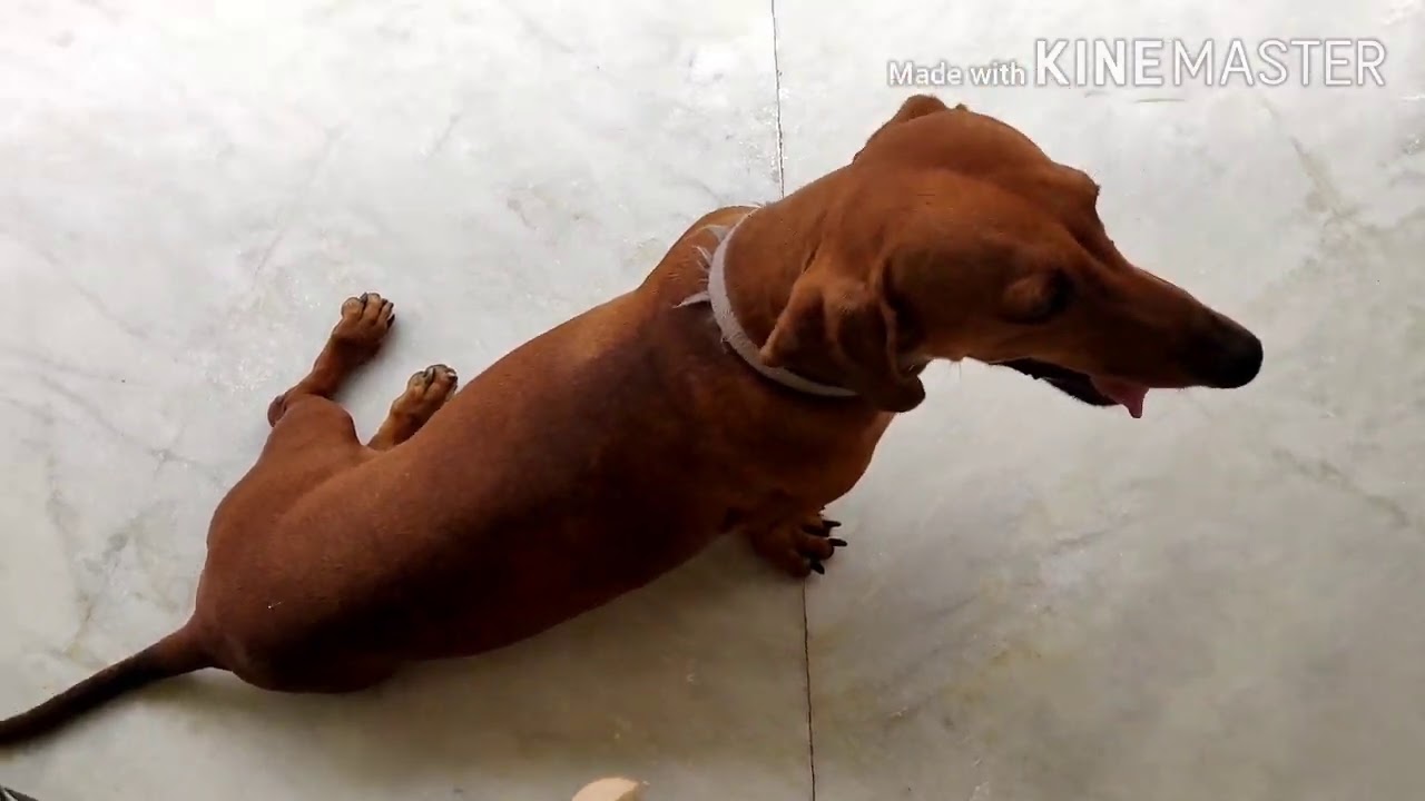 recovery of dog hind leg paralysis