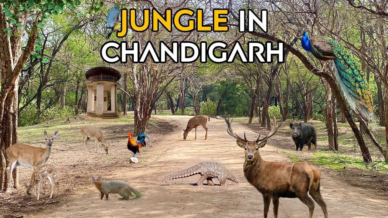 Jungle in Chandigarh | Nature Trail in Lake Reserve Forest | Hidden Gem | Wildlife | Jungle Safari
