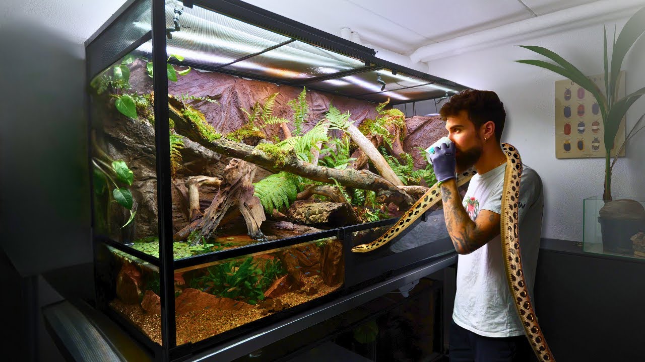 I Built a Huge Naturalistic Jungle Paludarium for my Rainbow Boa