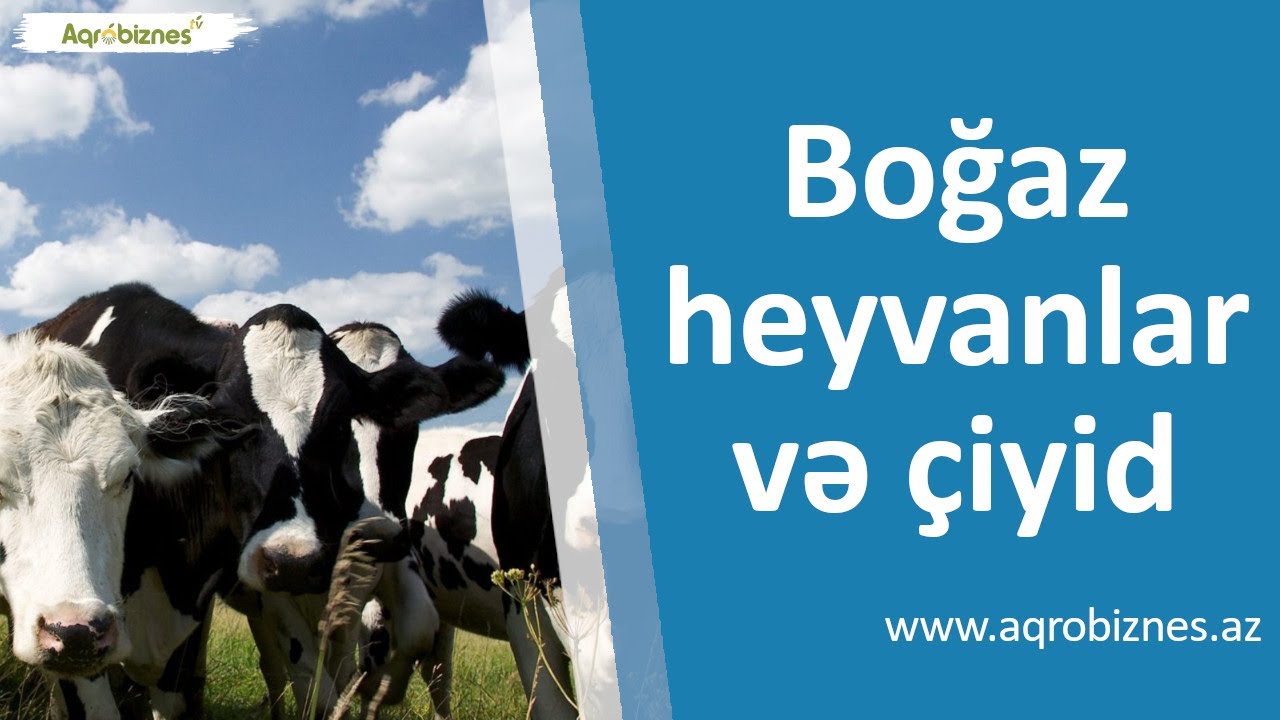 Boğaz heyvanlara çiyid vermək olarmı?