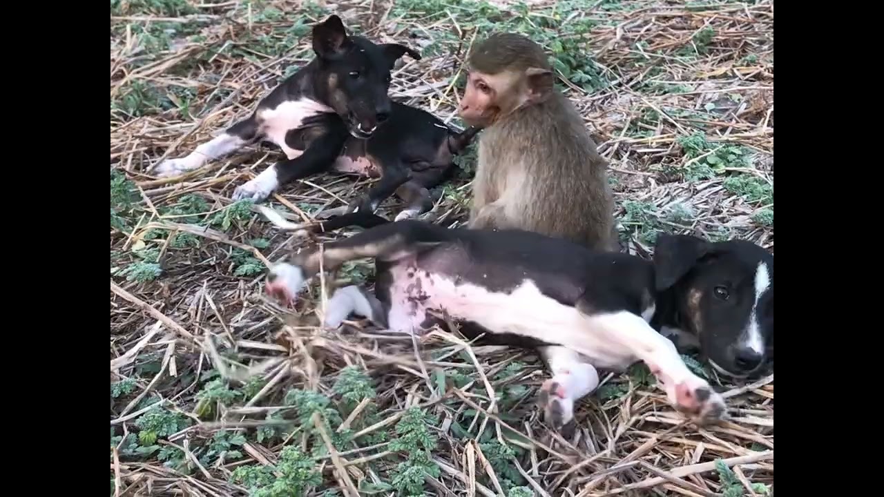 Monkey Daily Show
