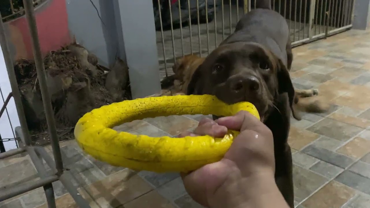 makulit kulit na alaga