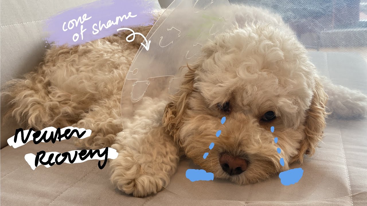 Dog neuter surgery | Recovery and Behaviour