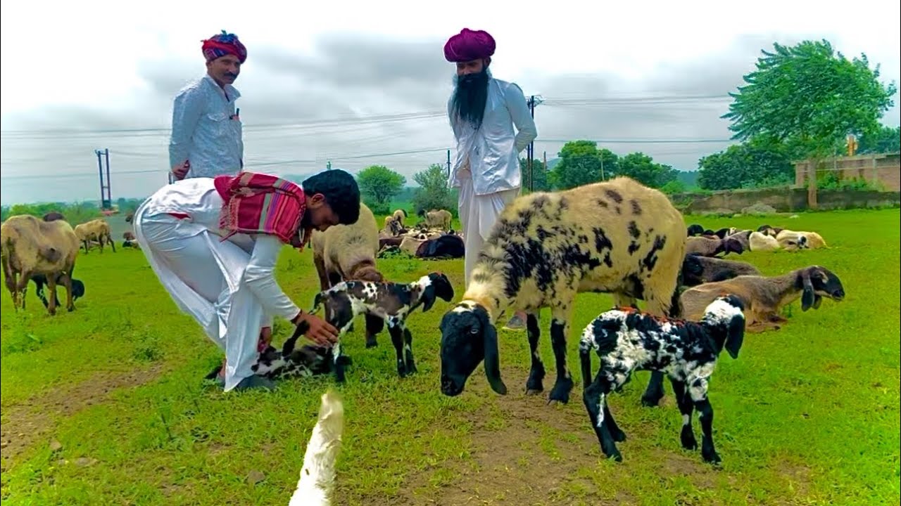 आज की भेड़ सबसे अलग छोटे बच्चे ऐसा नजारा देखने को मिला भीमसा मालधारी रबारी पशुपालन इंदौर 