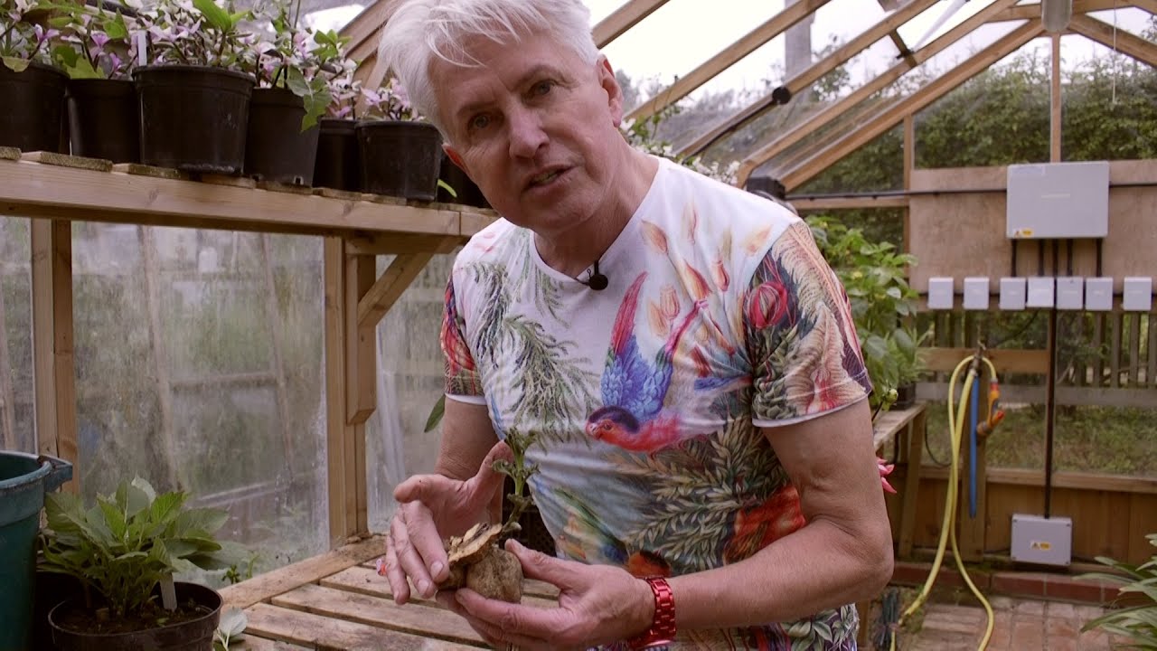 Get Gardening: Forgotten Dahlia tubers