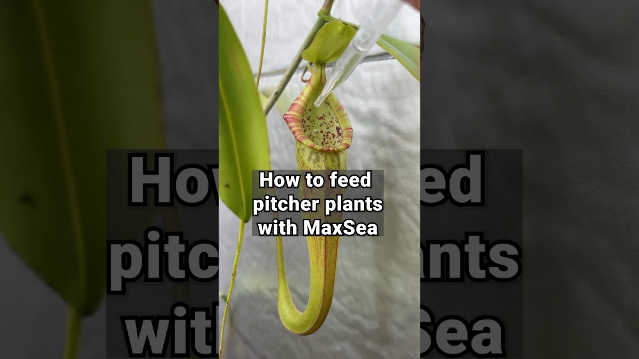 How to feed pitcher plants for the biggest pitchers #carnivorousplants #pitcherplant #nepenthes