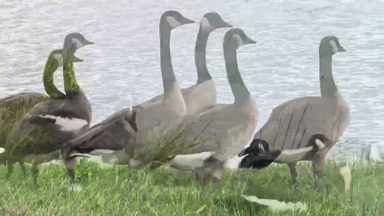 “ In the world of geese collaboration is key to success.-“