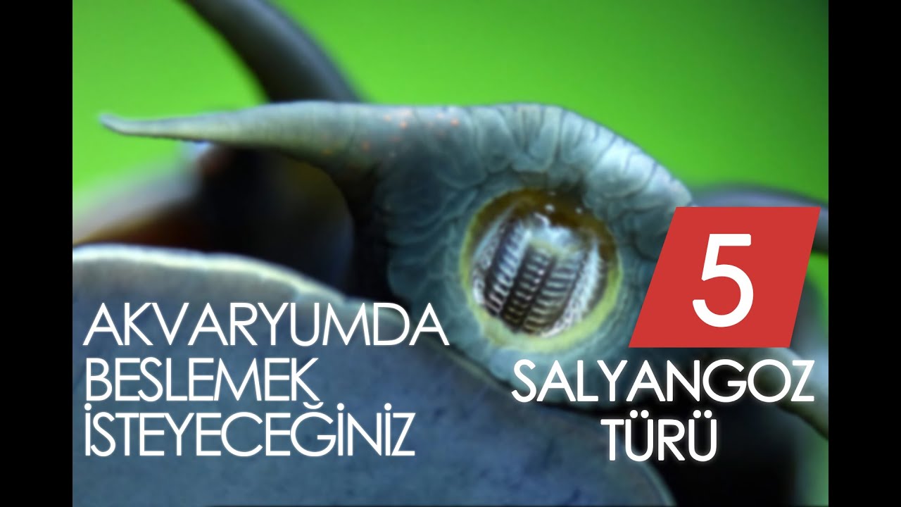 Akvaryumda Beslemek İsteyeceğiniz 5 Salyangoz Türü / BONUS İçerir!