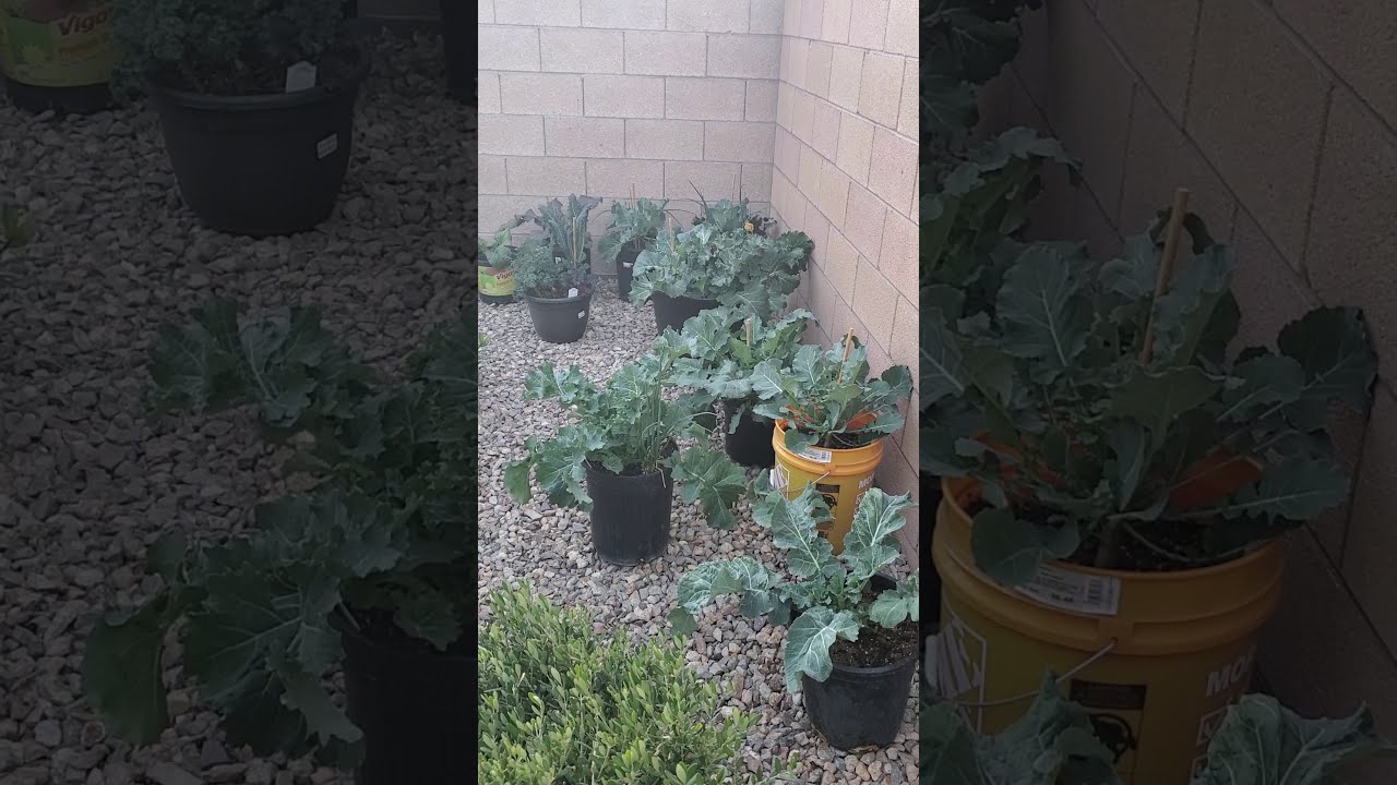 First Container Garden
