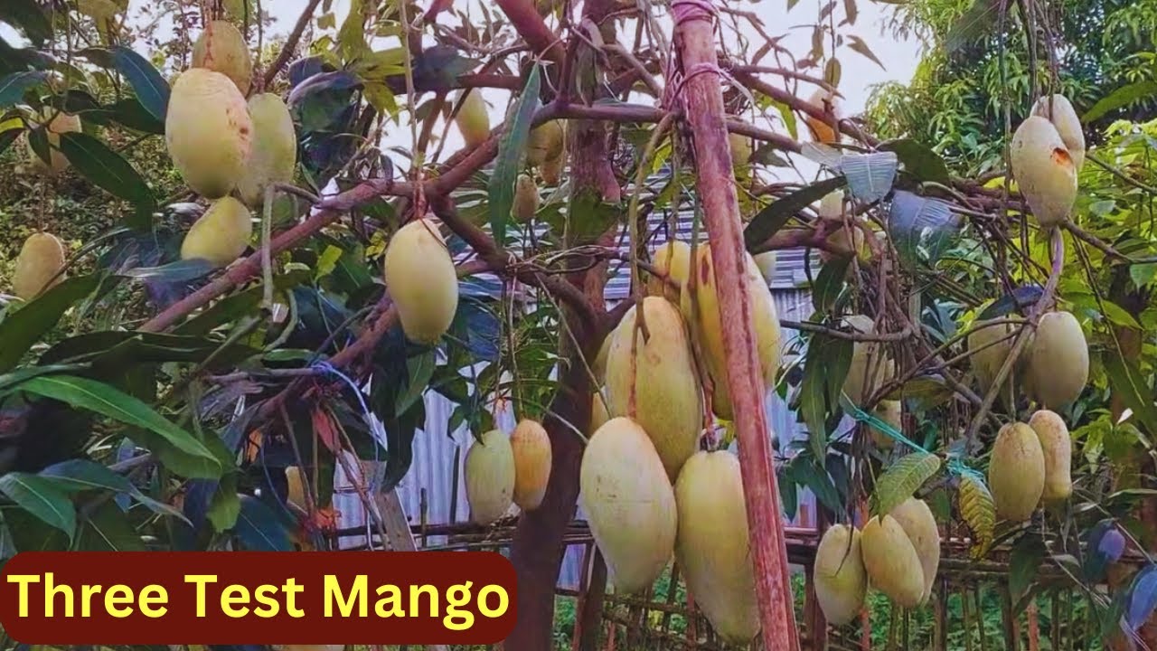 Three Test Mango | Q SAM ROD Mango | Mamuang Mango | Late Variety Mango In India |Basundhara Nursery