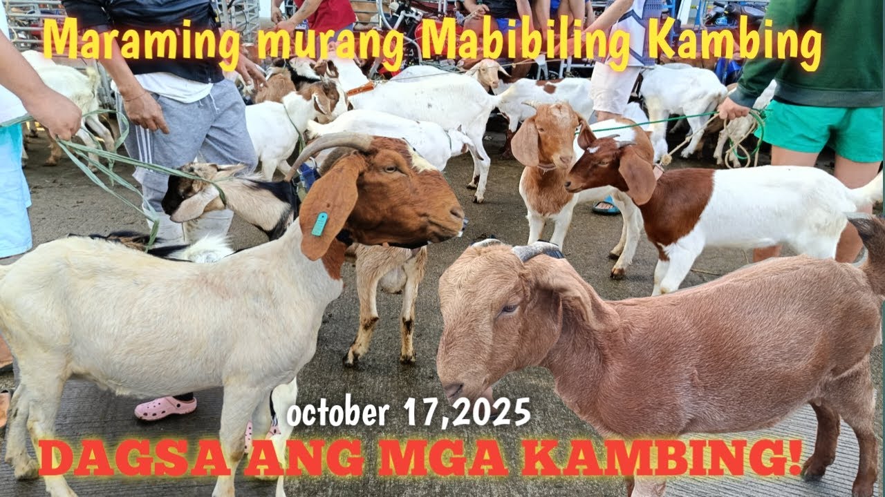Dagsa ang malalahing kambing!Madaming murang mabibili!