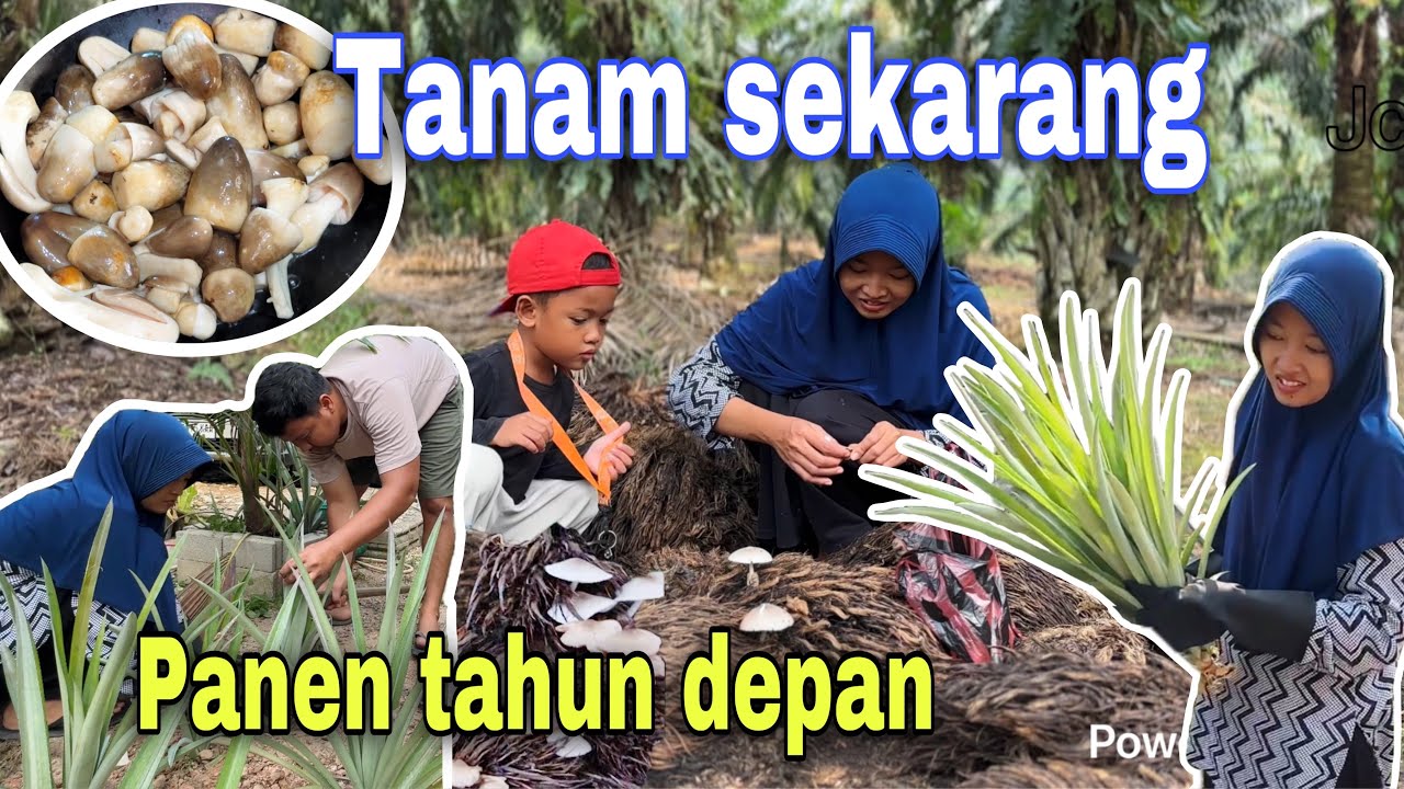TANAM SEKARANG PANEN TAHUN DEPAN⁉️ ALHAMDULILLAH DAPAT JAMUR BANYAK