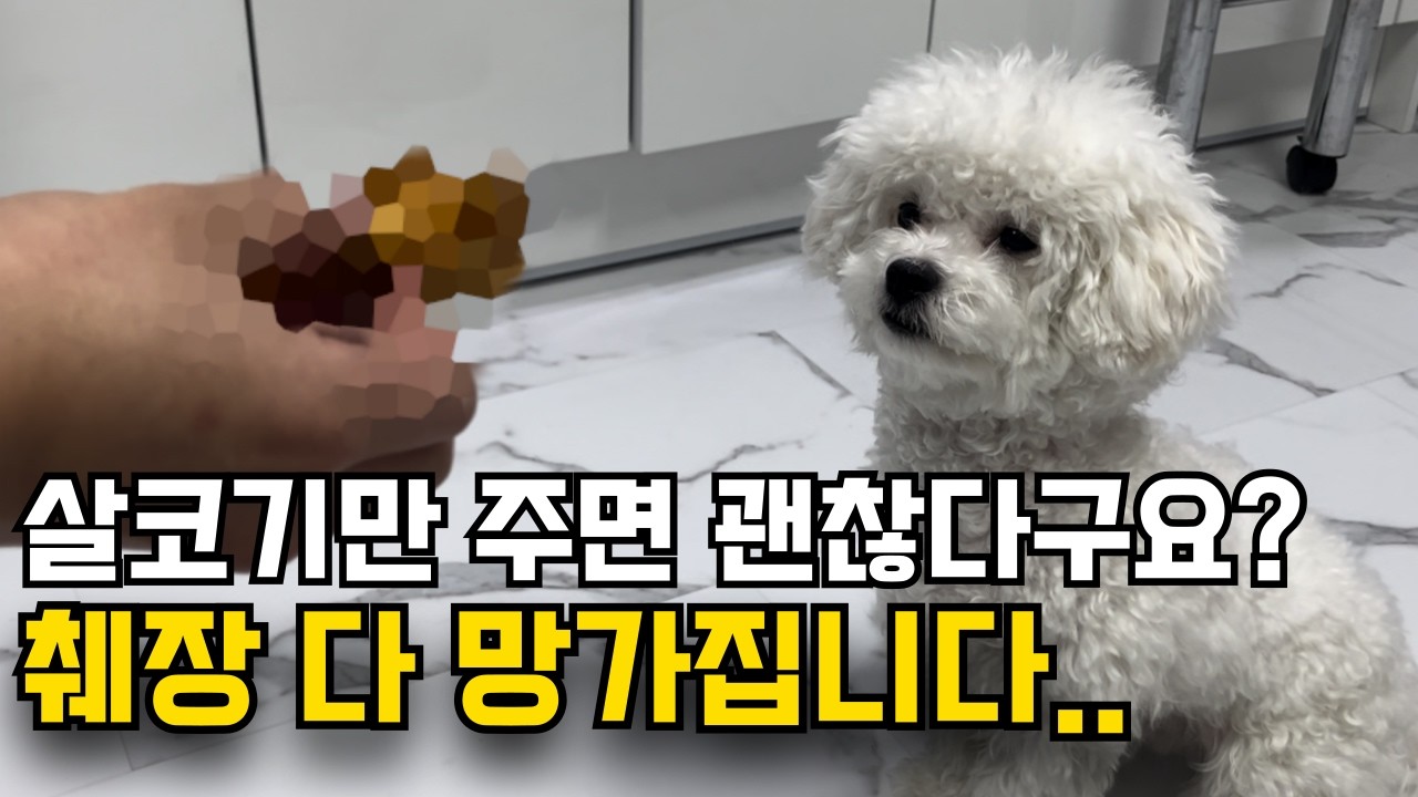 사료보다 낫습니다. 의외로 사람들이 잘 모르는 '보약' 같은 사람 음식 8가지.