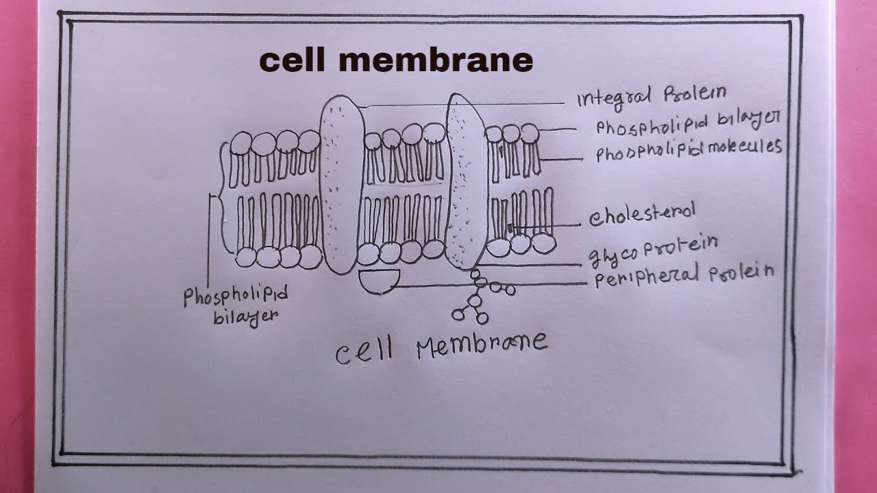 how to draw cell membrane easily/cell membrane drawing