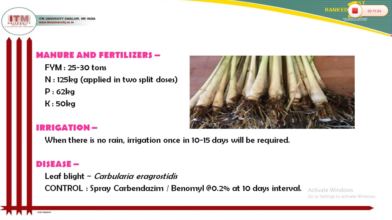 cultivation of Citronella and palmarosa