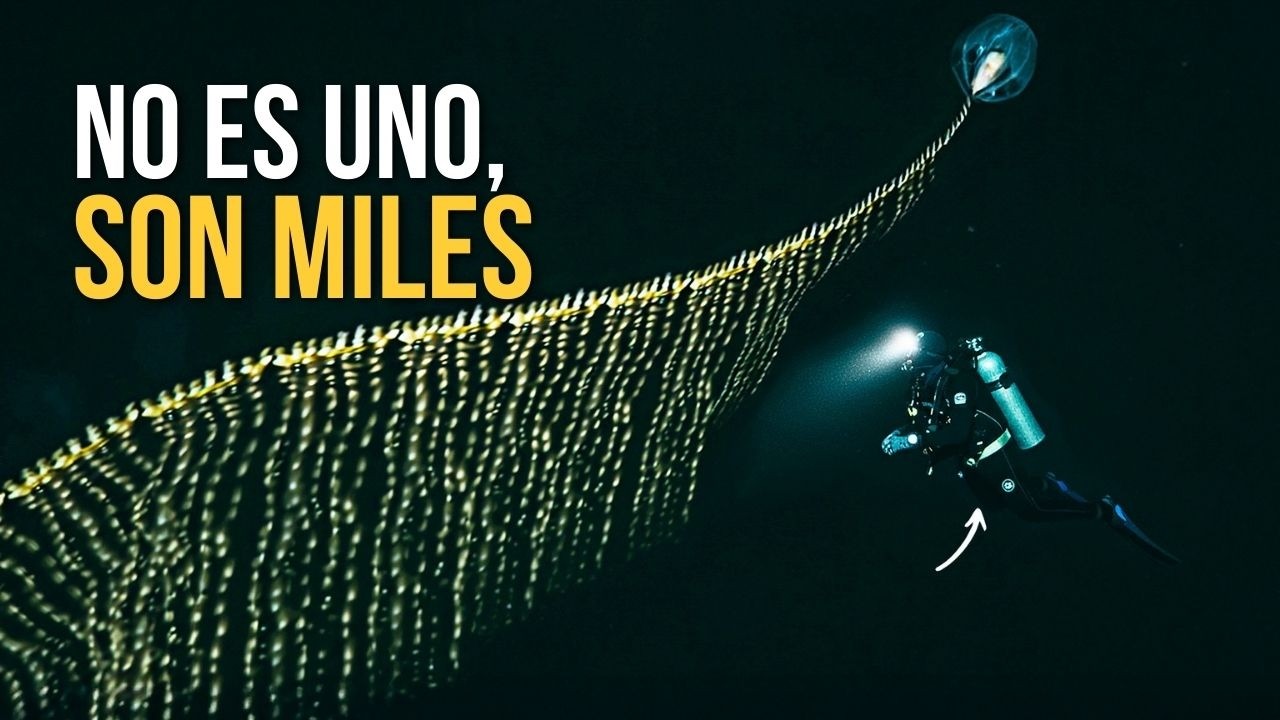 Sifonóforos: la criatura más grande del océano que te mata sin que lo veas